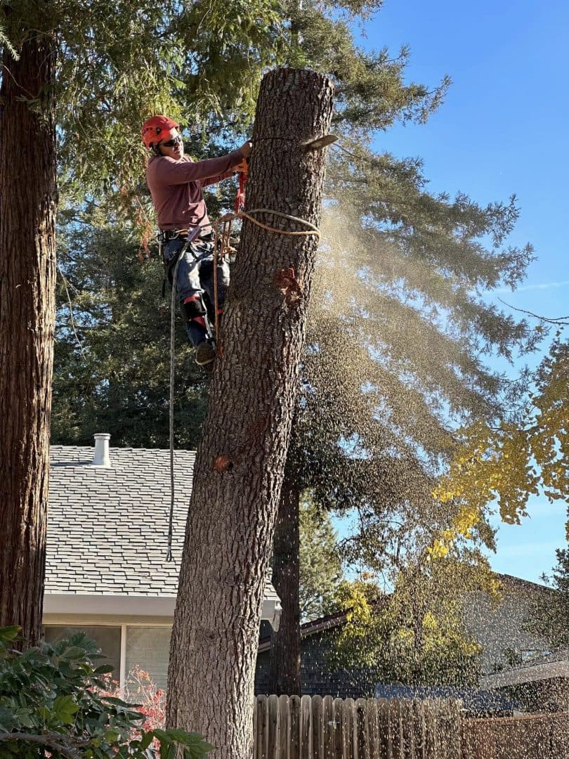 Tree Health Assessment