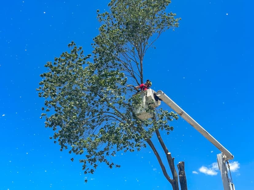 Emergency Tree Trimming