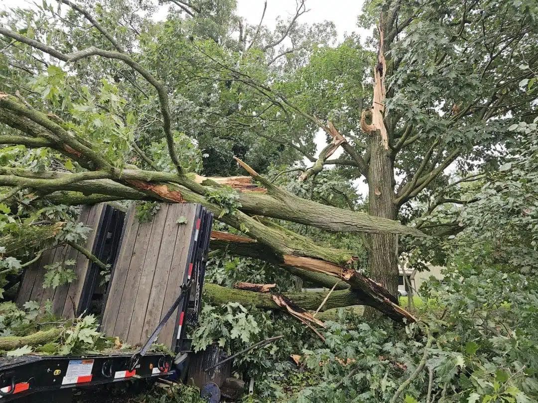 Large fallen tree with broken branches crushing wooden building structure, with emergency cleanup equipment visible in foreground