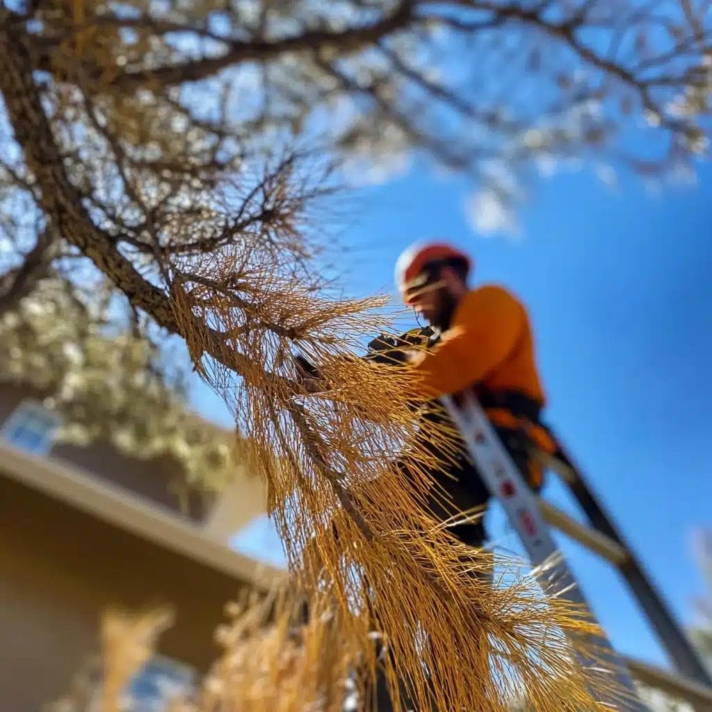 Certified tree trimmer