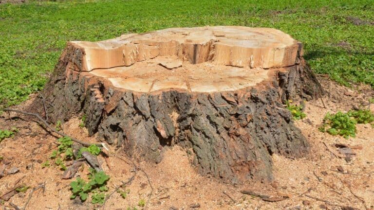 A large, freshly cut tree stump surrounded by wood shavings and green grass in an outdoor area.