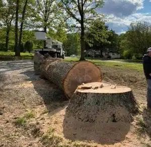 Large tree trunk sections and logs on ground after professional tree removal service in residential neighborhood