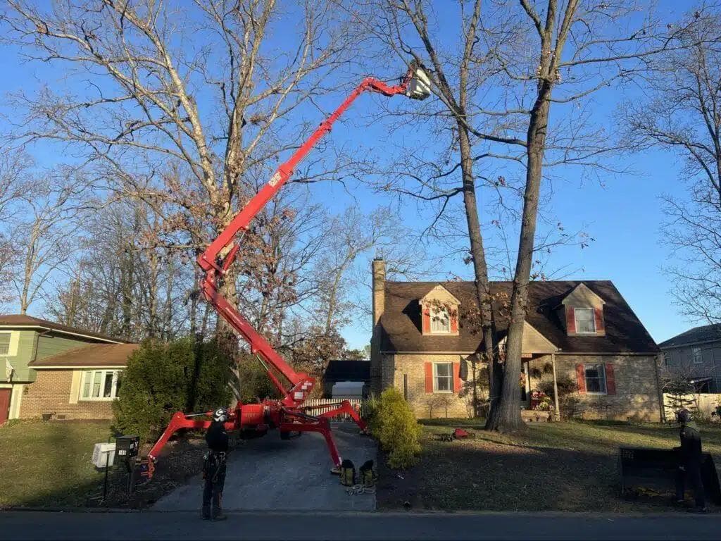 Red crane truck with extended boom arm working on bare trees in residential neighborhood with brick houses under clear blue sky