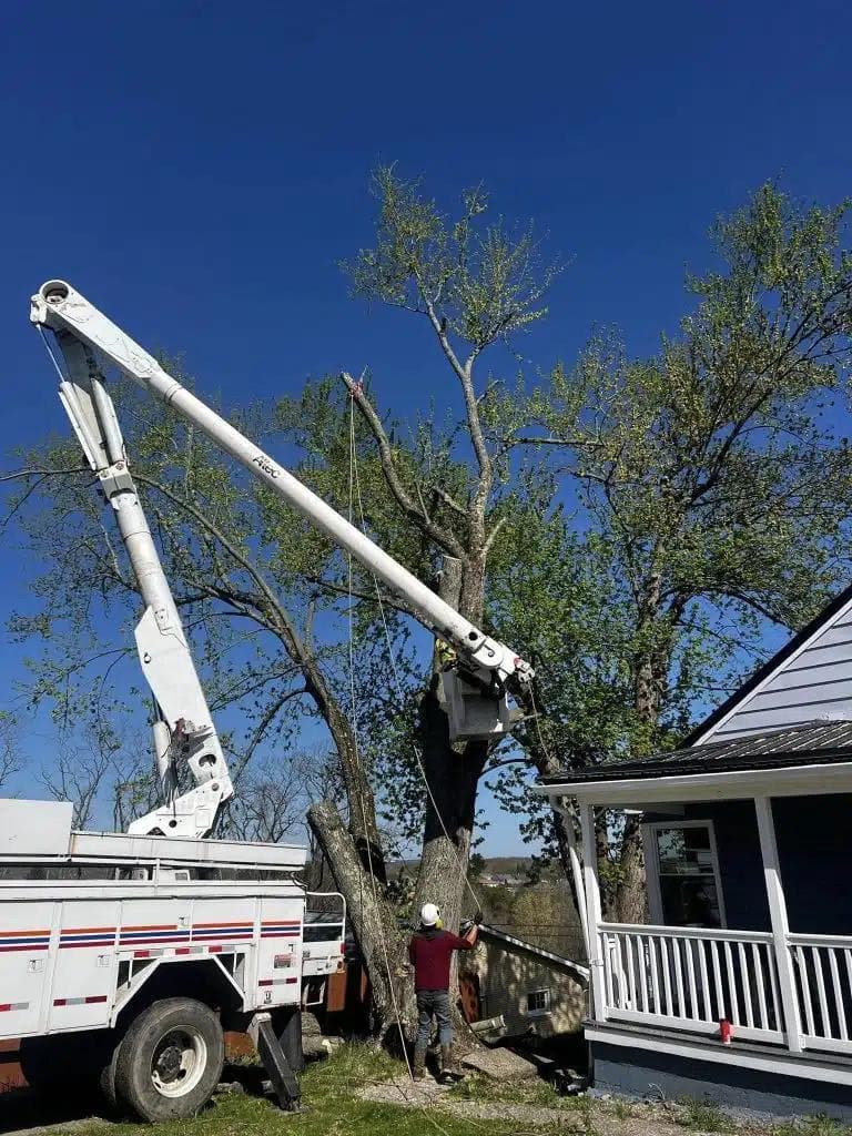 White bucket truck with extended boom arm positioned next to large tree near residential home with white siding and porch, arborist worker on ground below