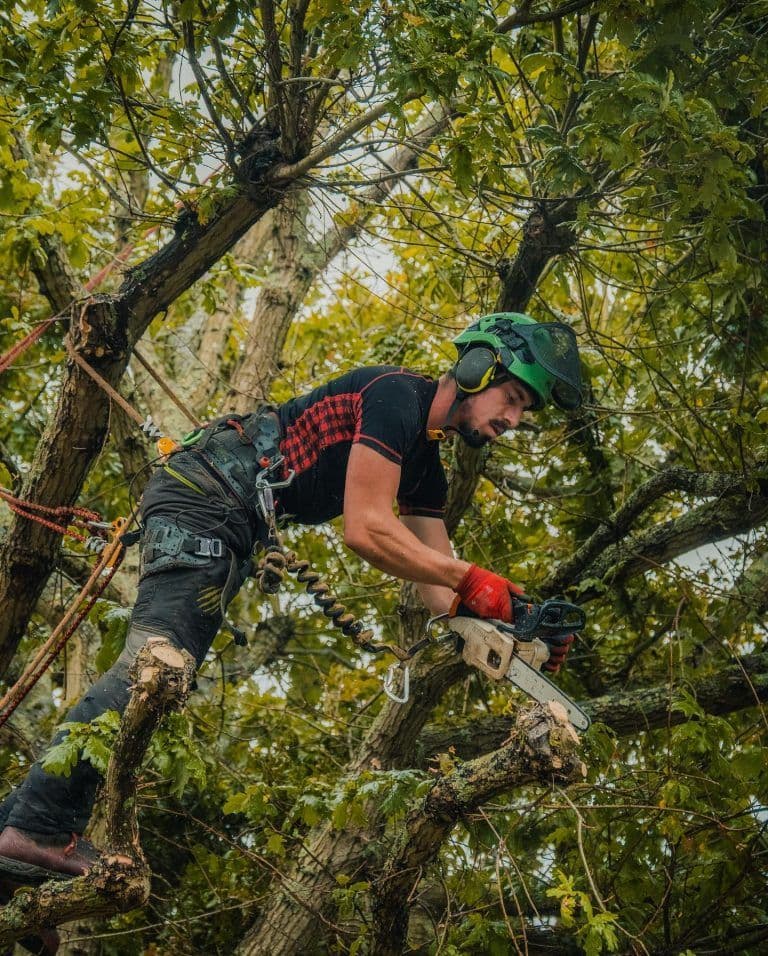 Professional arborist wearing safety helmet and harness using chainsaw to trim tree branches while secured with climbing ropes in dense green foliage